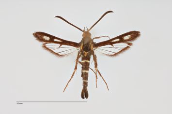 Vorschaubild Chamaesphecia (Scopulosphecia) minoica Bartsch and Puehringer, 2005